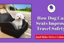 How Dog Car Seats Improve Safety & Drive Comfort